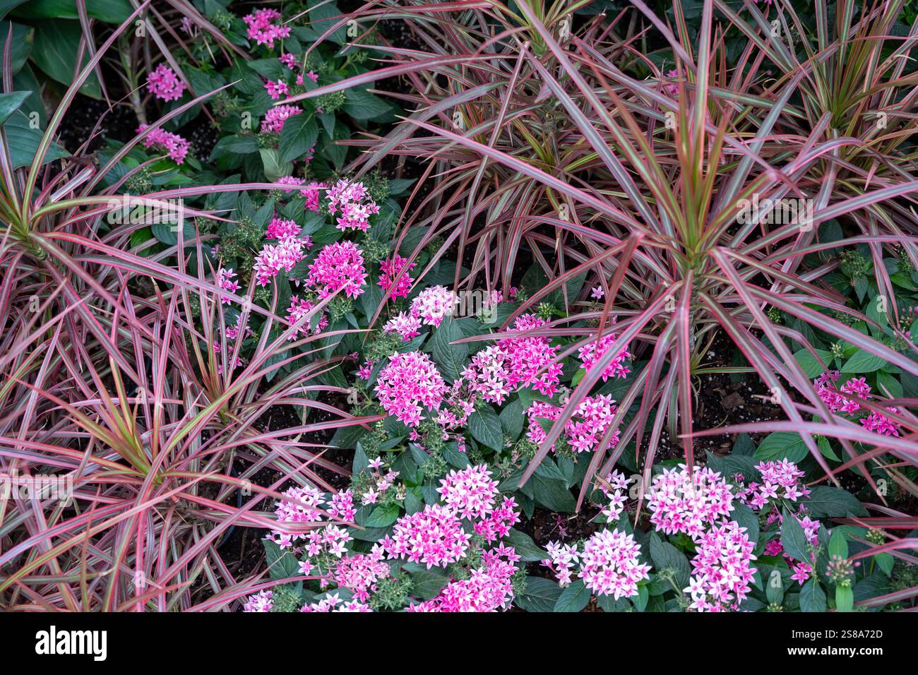 Vibrant Egyptian Star Cluster (Pentas lanceolata) in full bloom amidst lush garden foliage. The striking red flowers and green leaves create a contras Stock Photo