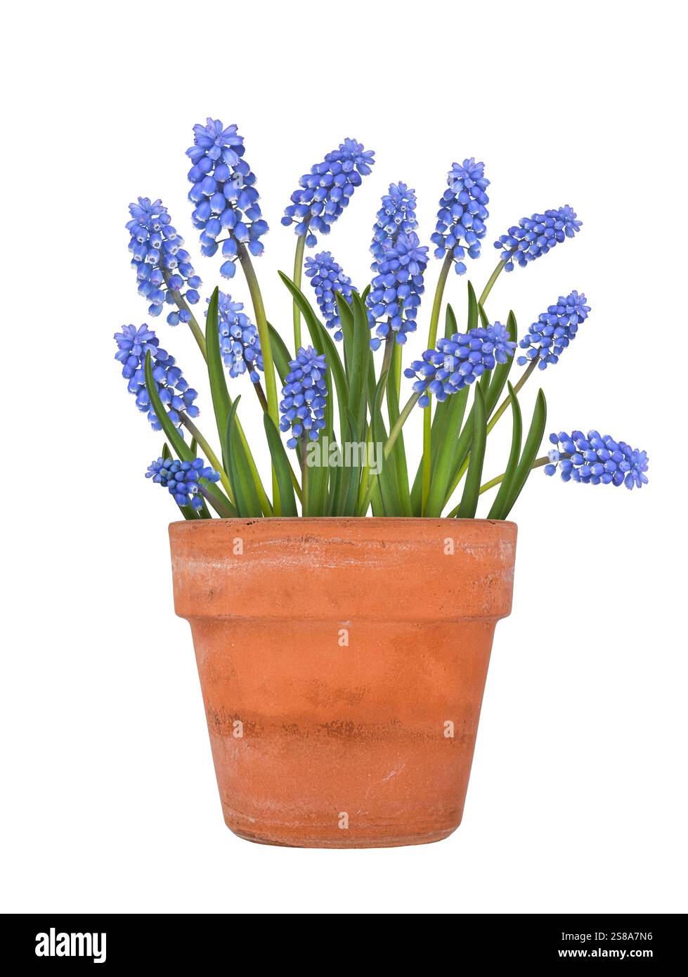 Terracotta pot with blue muscari flowers isolated cutout on white Stock ...