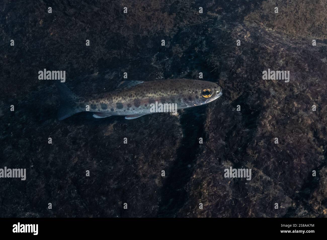 Underwater Coastal rainbow trout (Oncorhynchus mykiss irideus) swimming through a cold freshwater stream in California. They may grow into steelhead. Stock Photo