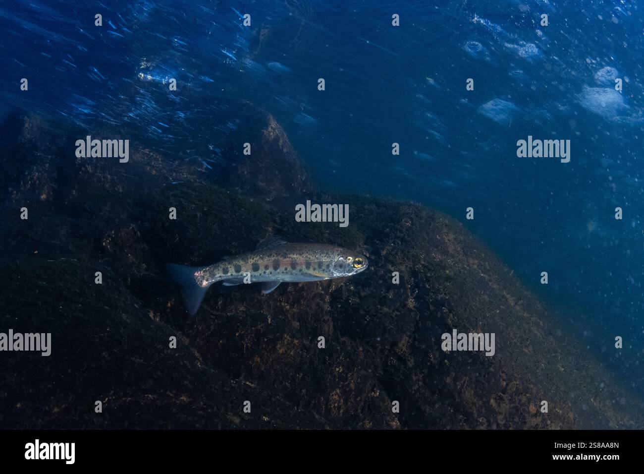 Underwater Coastal rainbow trout (Oncorhynchus mykiss irideus) swimming through a cold freshwater stream in California. They may grow into steelhead. Stock Photo