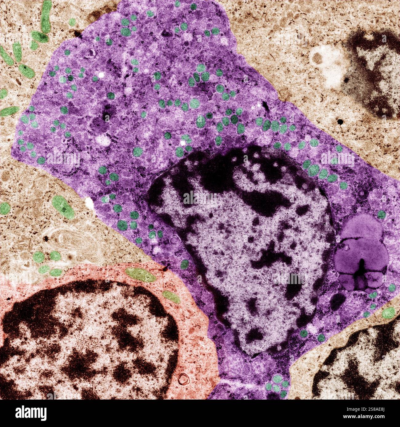 Pancreatic tissue. Coloured transmission electron micrograph (TEM) of a ...