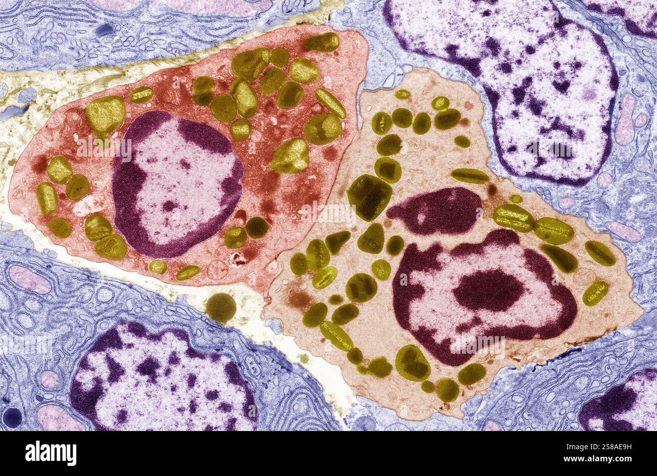 Pancreatic tissue. Coloured transmission electron micrograph (TEM) of a ...