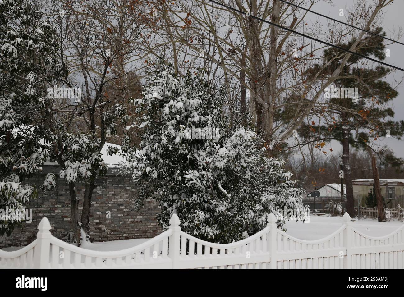 Snowfall from Winter Storm Enzo cover some Magnolia Trees on Apricot