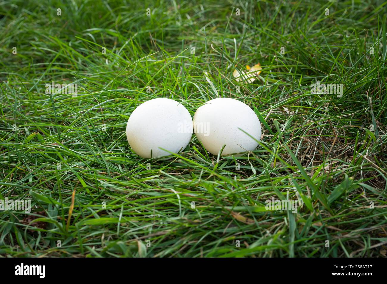 Ecologic fresh duck egg in the grass with the ducks on the background. Stock Photo