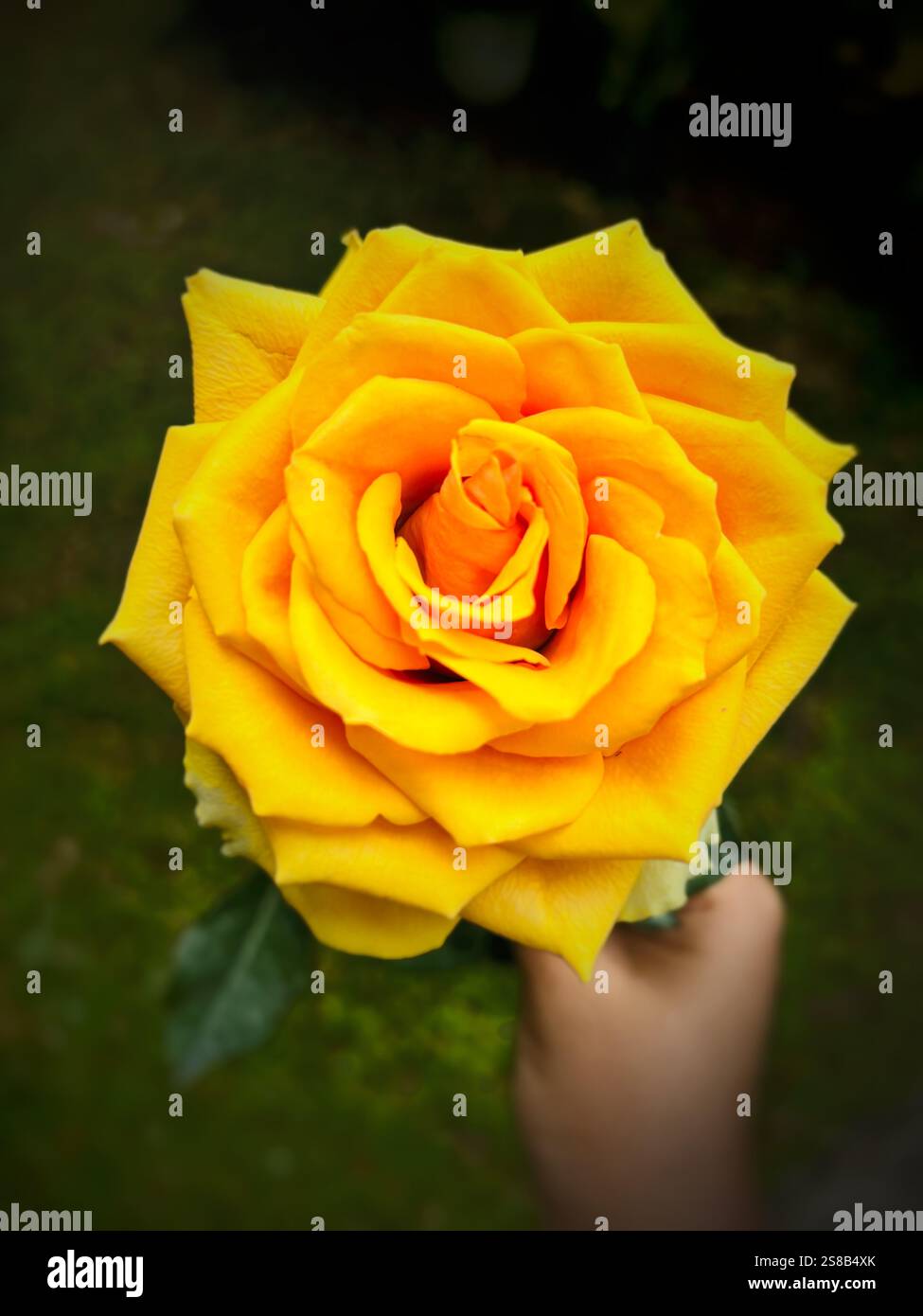 Yellow Rose: Perfect, Bright and Stunning - Smartphone Captured Stock Image