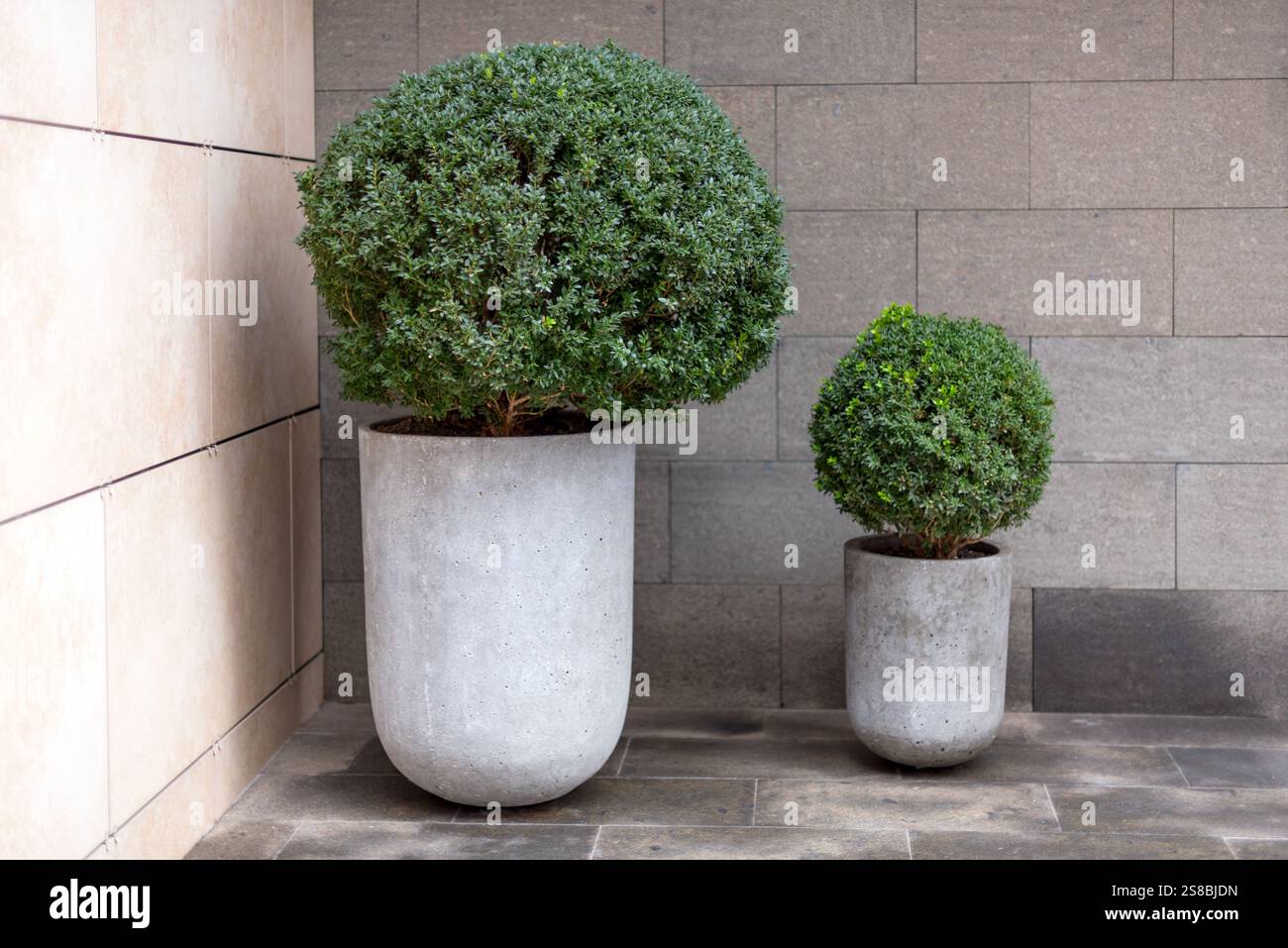 Curated visual reference: Minimalist Concrete Planters With Trimmed Green Bushes Placed Against A Photo Inspiration