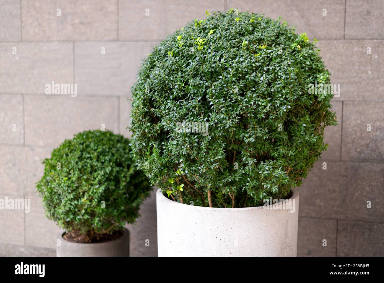 Curated visual reference: Picture Idea: Minimalist Concrete Planters With Trimmed Green Bushes Placed Against A