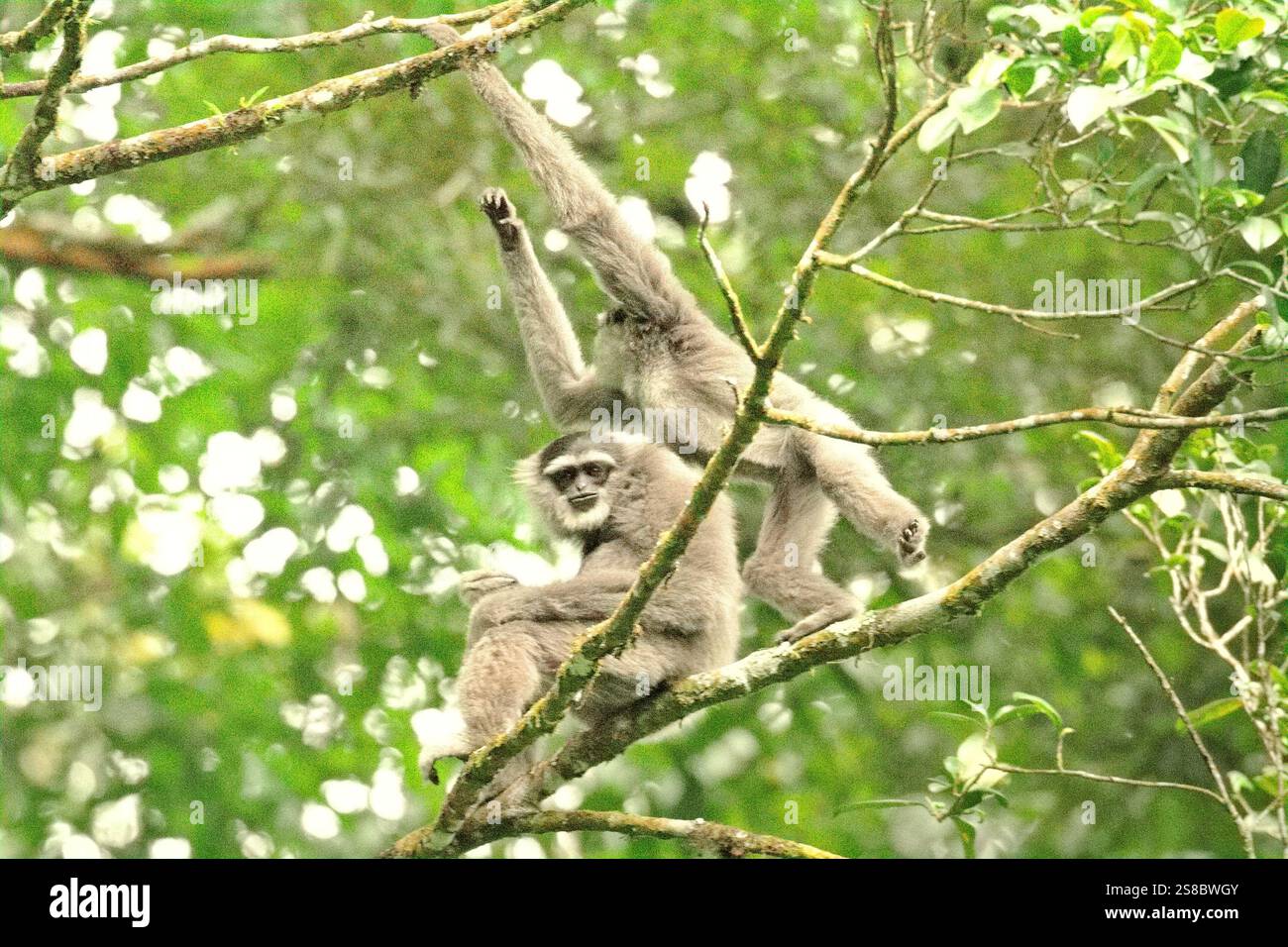 Java Gibbons Javan gibbons (Hylobates moloch, silvery gibbon) in Gunung Halimun ...
