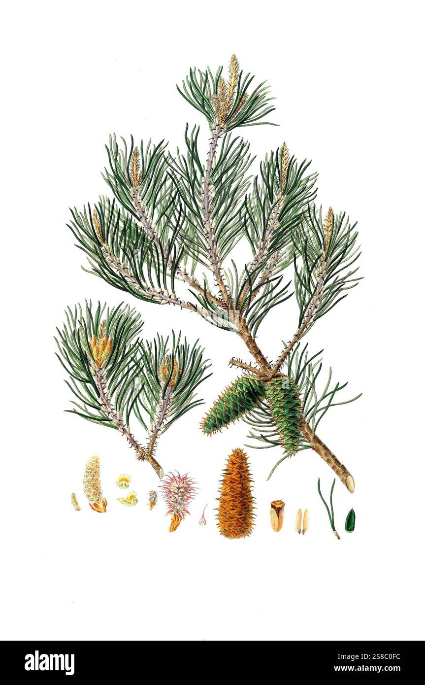 Art der Kiefer, Pinus virginiana, Pinus inops, Virginia pine, scrub ...