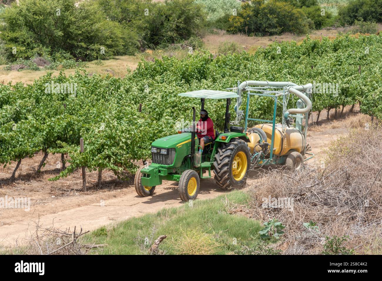 Farm worker driving tractor and trailer spraying grape vines in the Breede River area of Robertson South Africa. 2024. Stock Photo