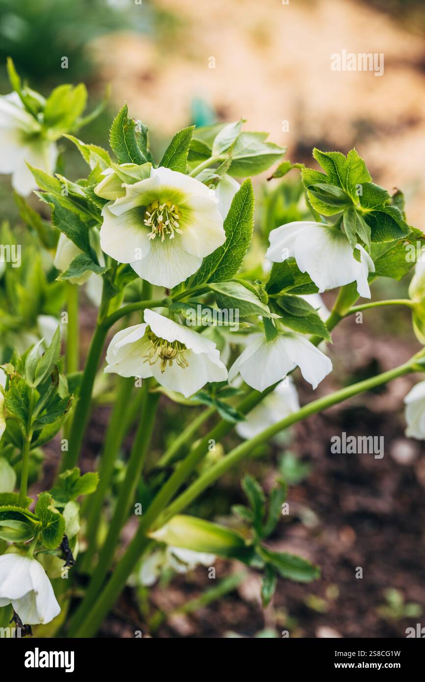 Helleborus Orientalis Pretty Ellen White In Garden Stock Photo Alamy helleborus-orientalis-pretty-ellen-white-in-garden-stock-photo-alamy