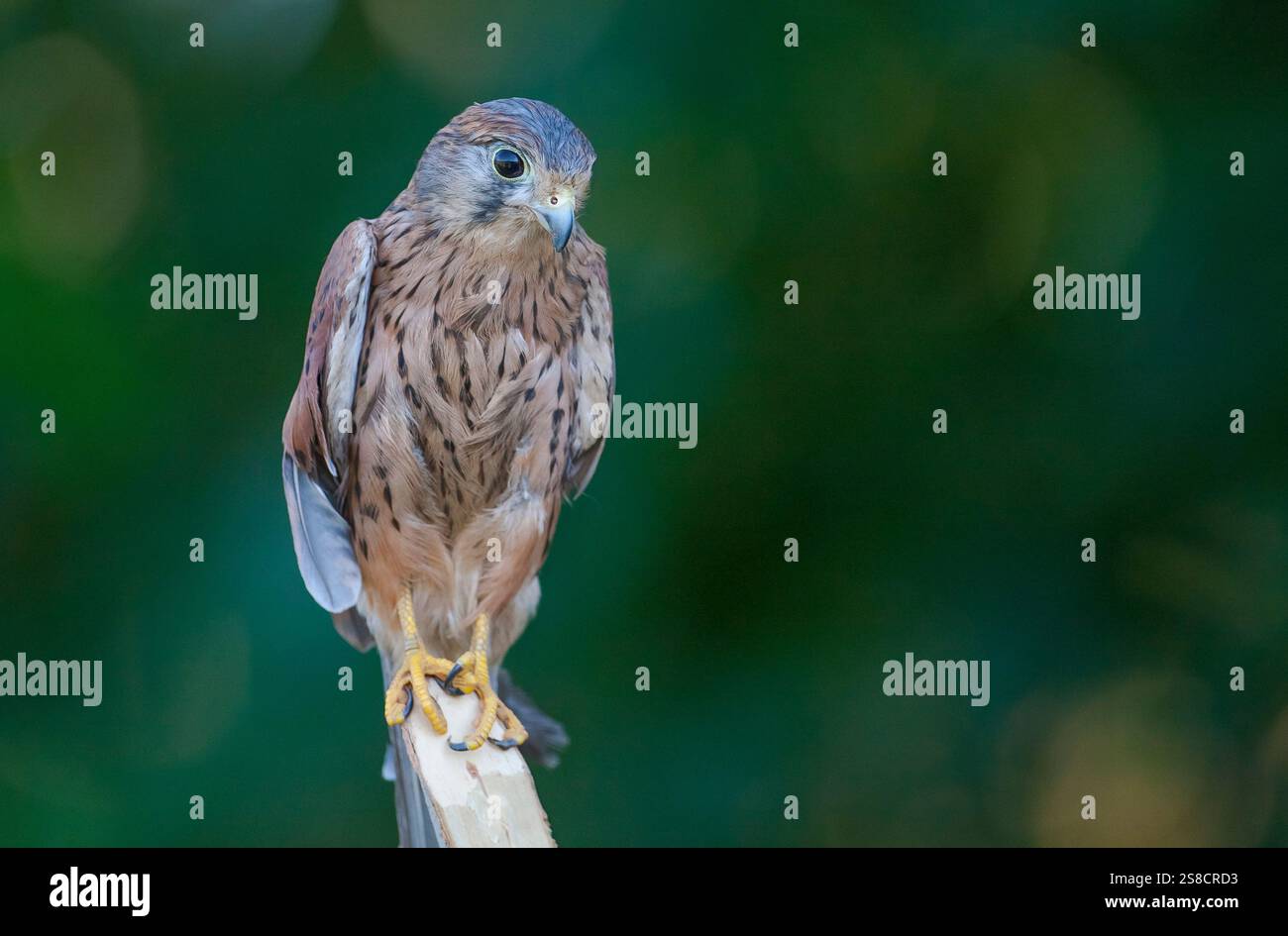 Lesser Kestrel (Falco naumanni) is a bird of prey that lives in Asia ...