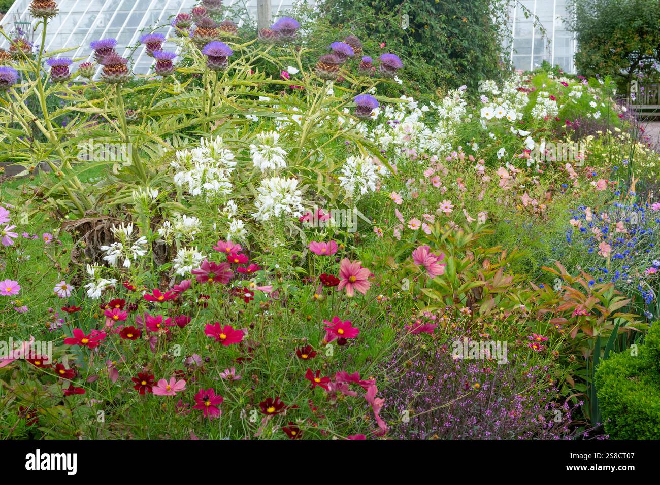 Mixed annuals and perennials in an English garden border in late summer ...