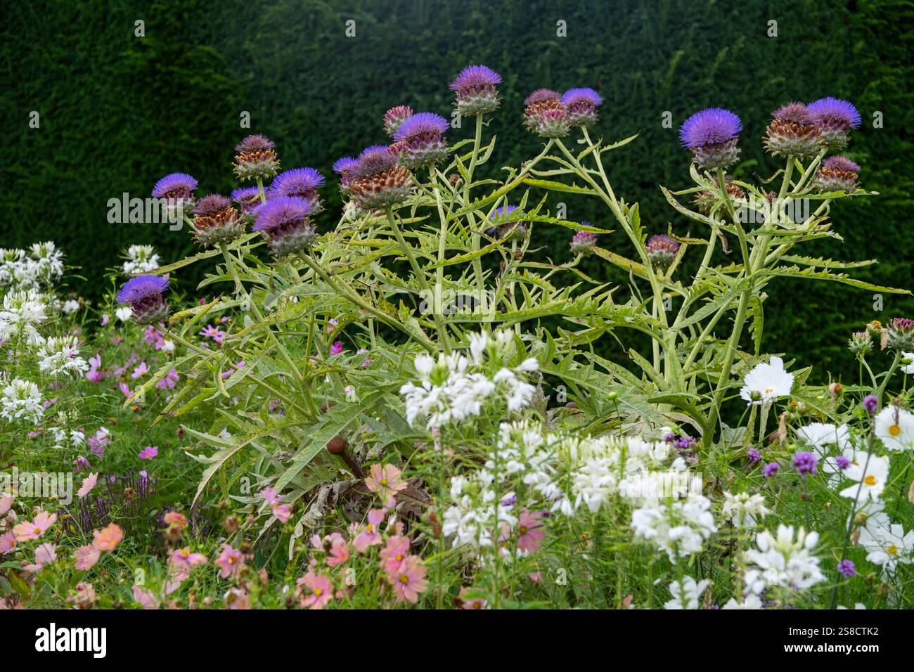 Cynara Cardunculus in a garden border in late summer. A tall perennial ...