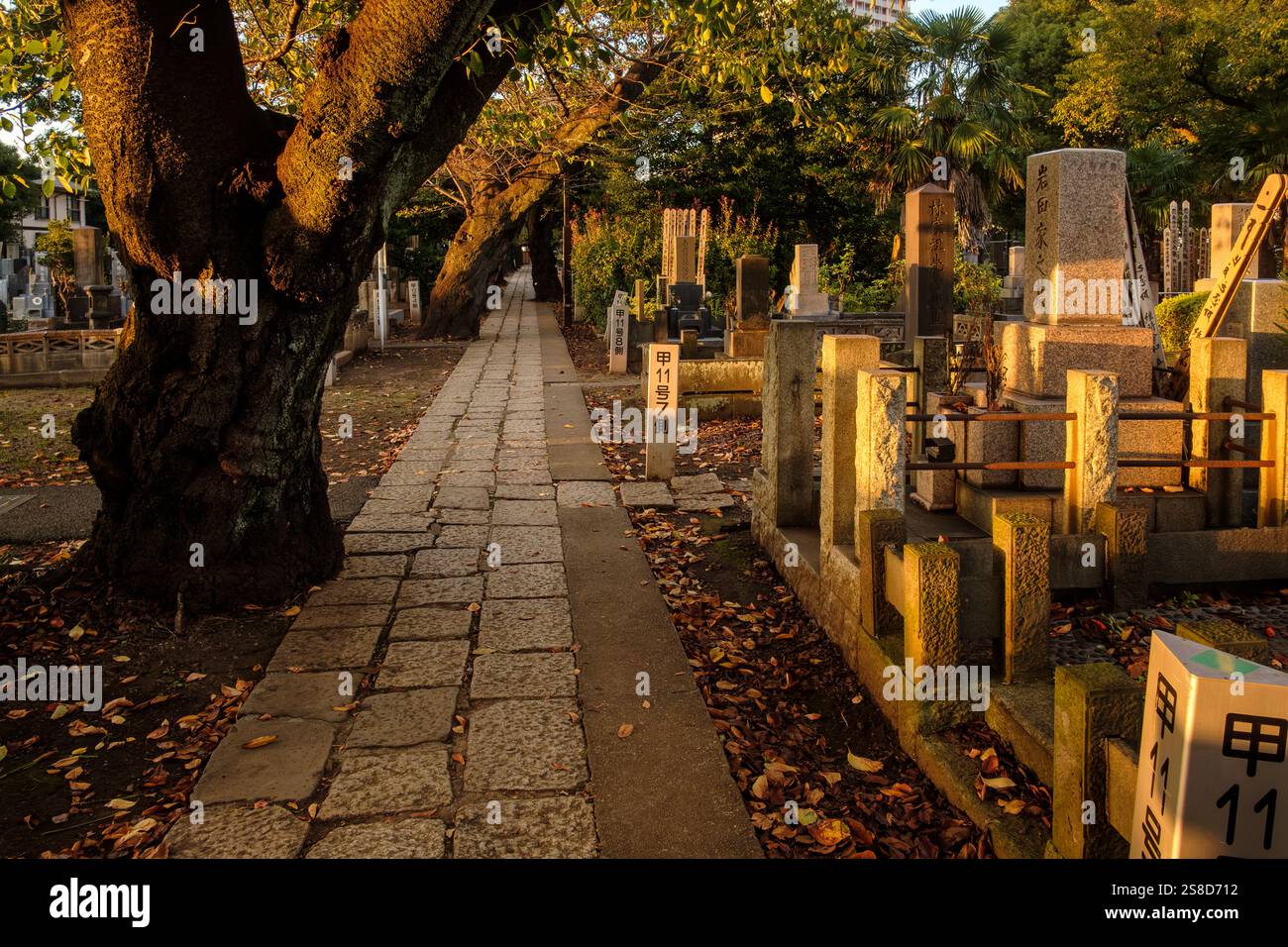 Monuments by a pathway in Yanaka Cemetery, Tokyo, seen in the warm light of the setting sun Stock Photo