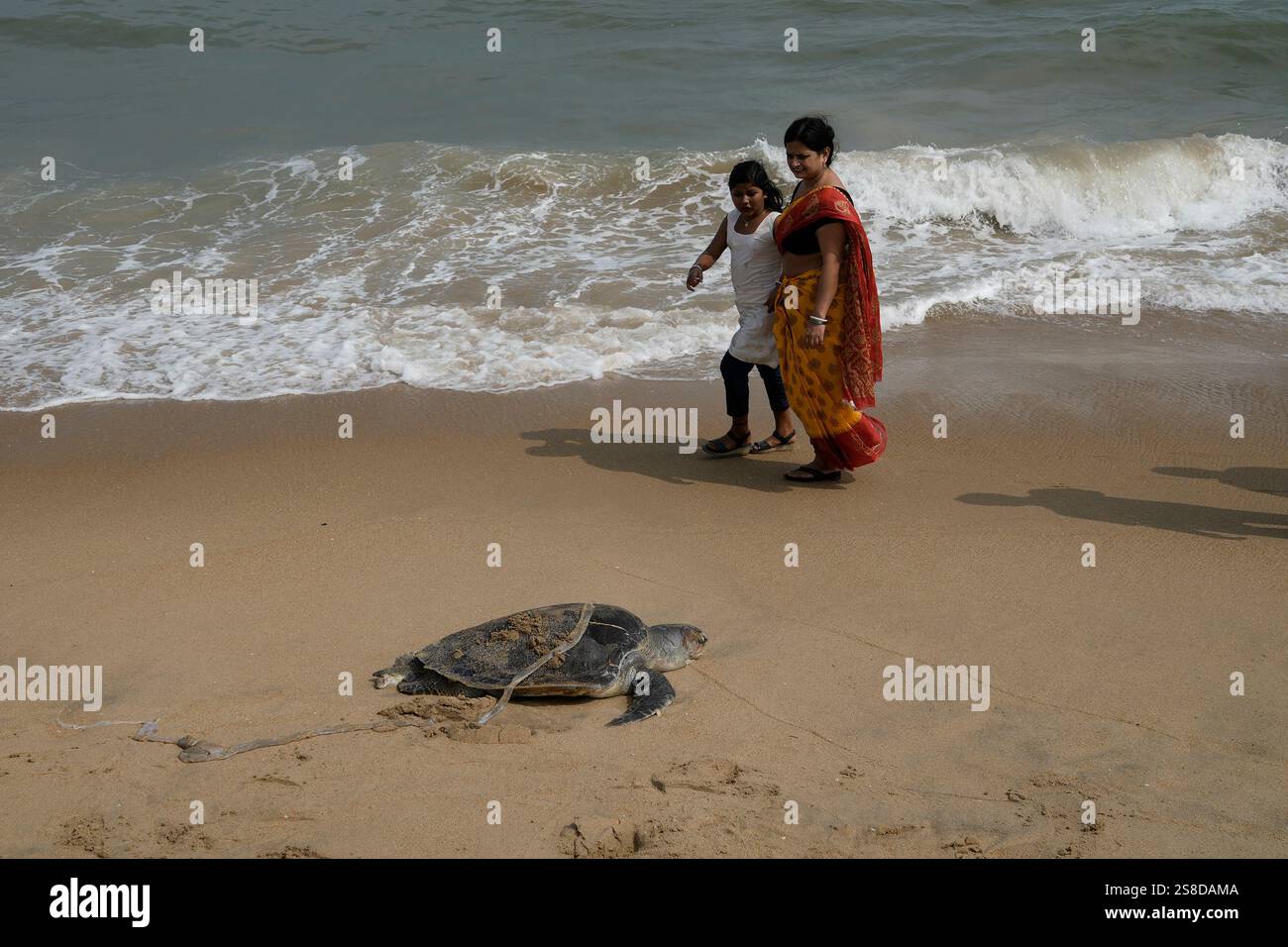 People look at the carcass of an endangered Olive Ridley turtle washed ...
