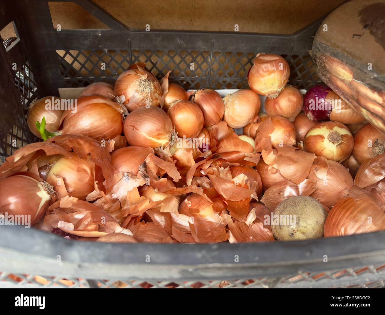 Fresh unpeeled onions with loose skins in a black plastic crate - Smartphone Captured Stock Image Fresh unpeeled onions with loose skins in a black plastic crate - Smartphone Captured Stock Image
