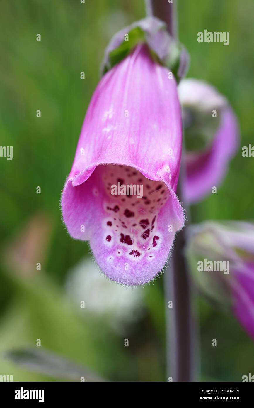 Digitalis purpurea, commonly known as foxglove, Lady’s glove or Purple ...