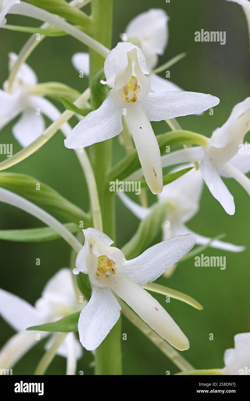 Platanthera bifolia, commonly known as Lesser Butterfly Orchid, wild ...