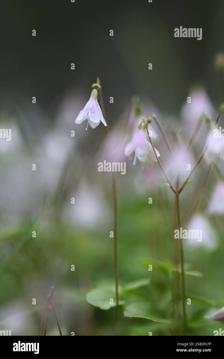 Twin flower, Linnaea borealis, also called twinflower, wild plant from Finland Stock Photo