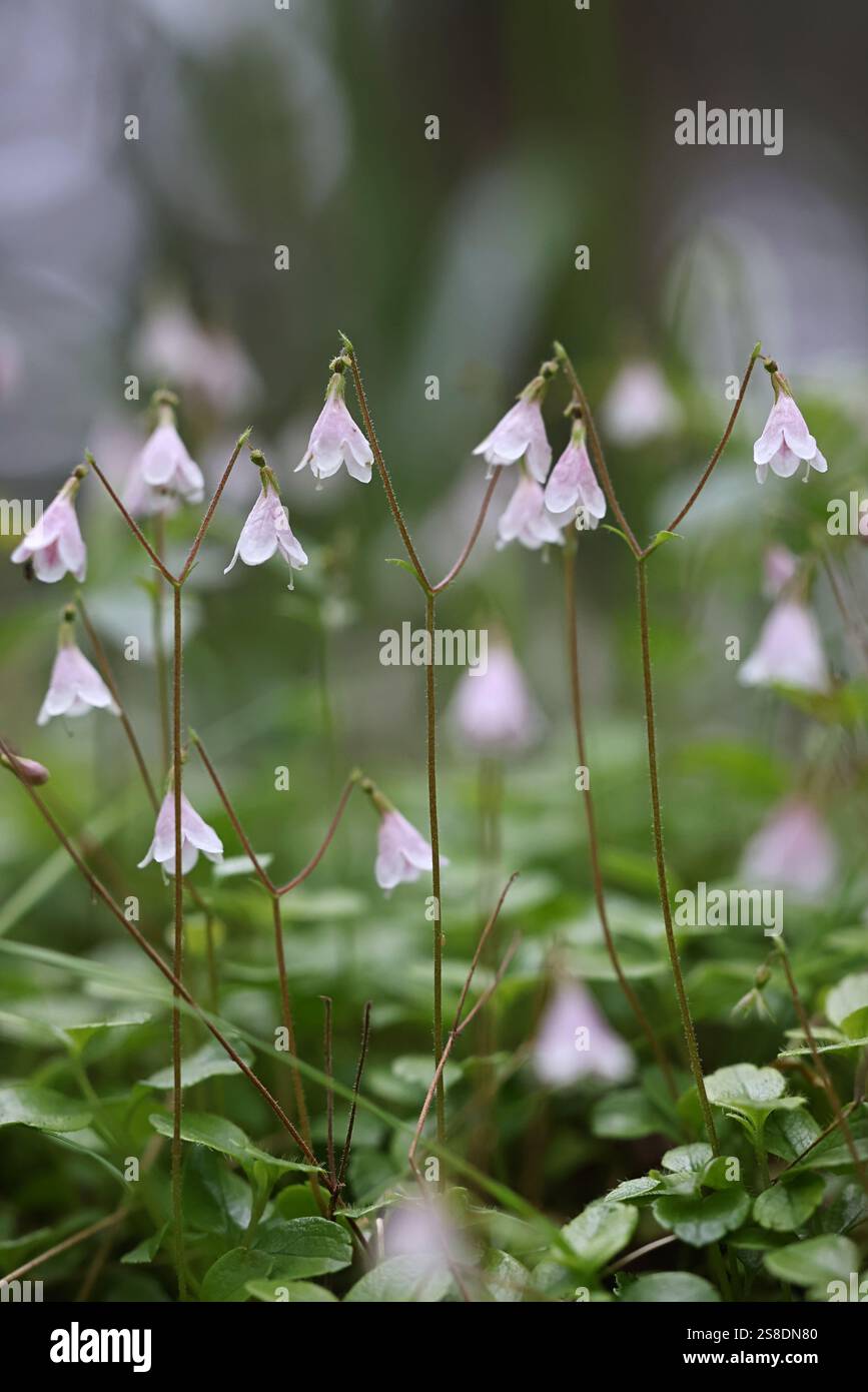 Twin flower, Linnaea borealis, also called twinflower, wild flowering plant from Finland Stock Photo