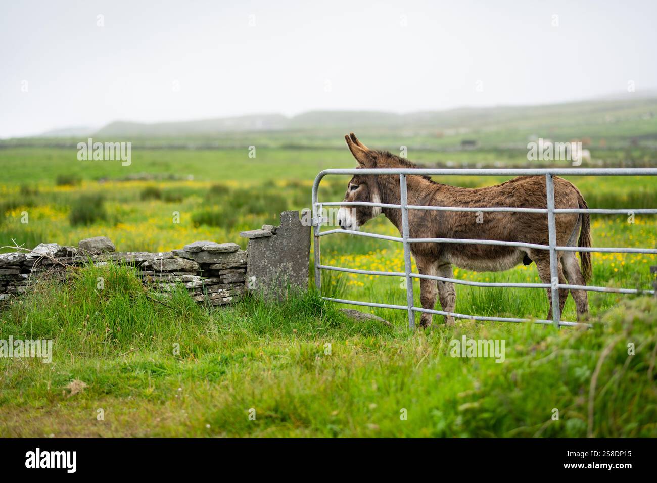 Donkey grazing in green pastures behind a fence. Jack feeding in lush ...