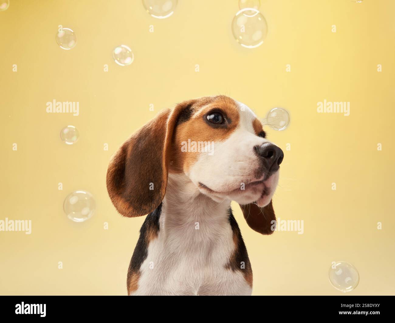 A Beagle looks up with a curious expression while surrounded by bubbles against a yellow background. Stock Photo