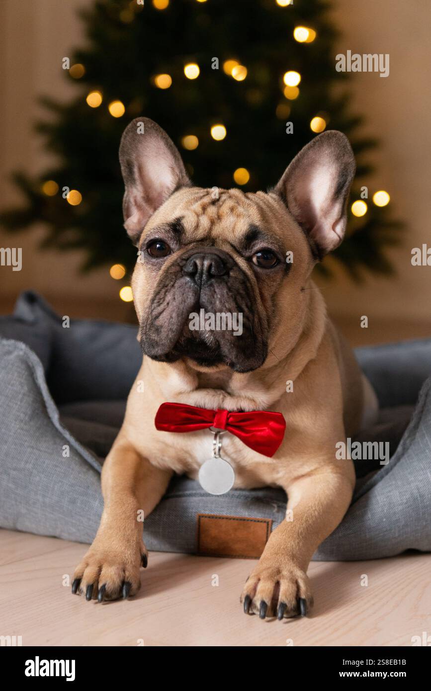 A charming French bulldog wearing a red bow tie sits in a cozy bed ...