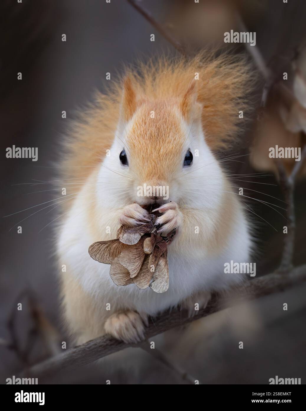 White squirrel (leucistic red squirrel) sitting on a branch eating in the forest in winter Stock Photo