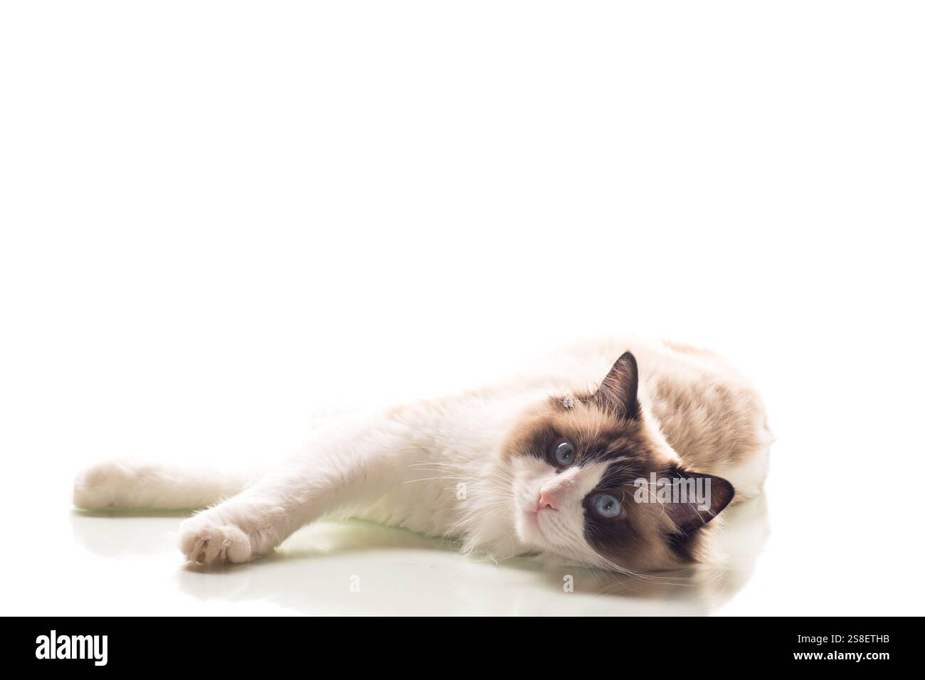 Beautiful young healthy Ragdoll cat isolated on a white background ...