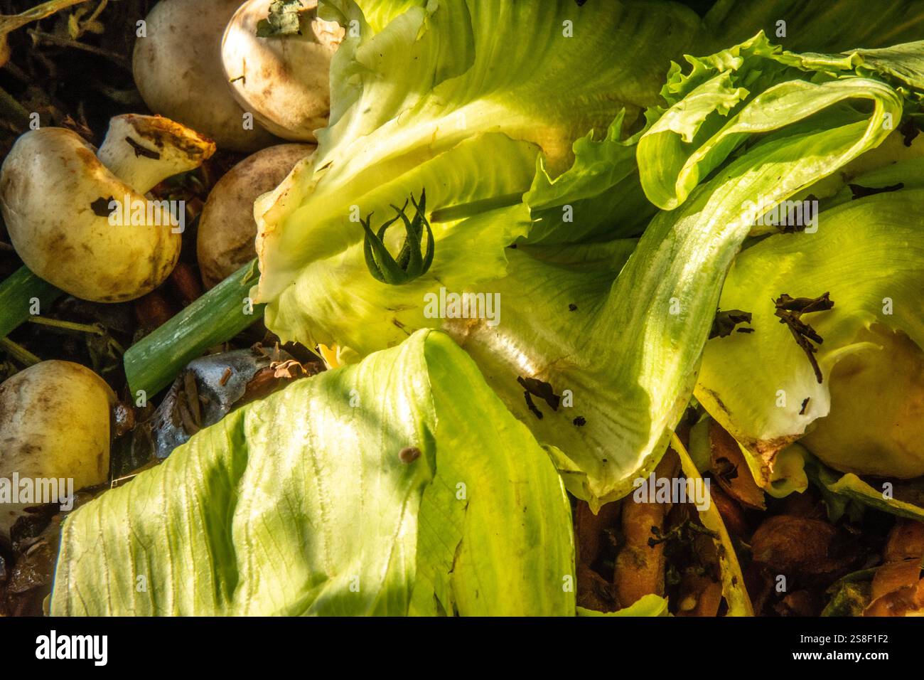 Green food waste on the composting pile Stock Photo