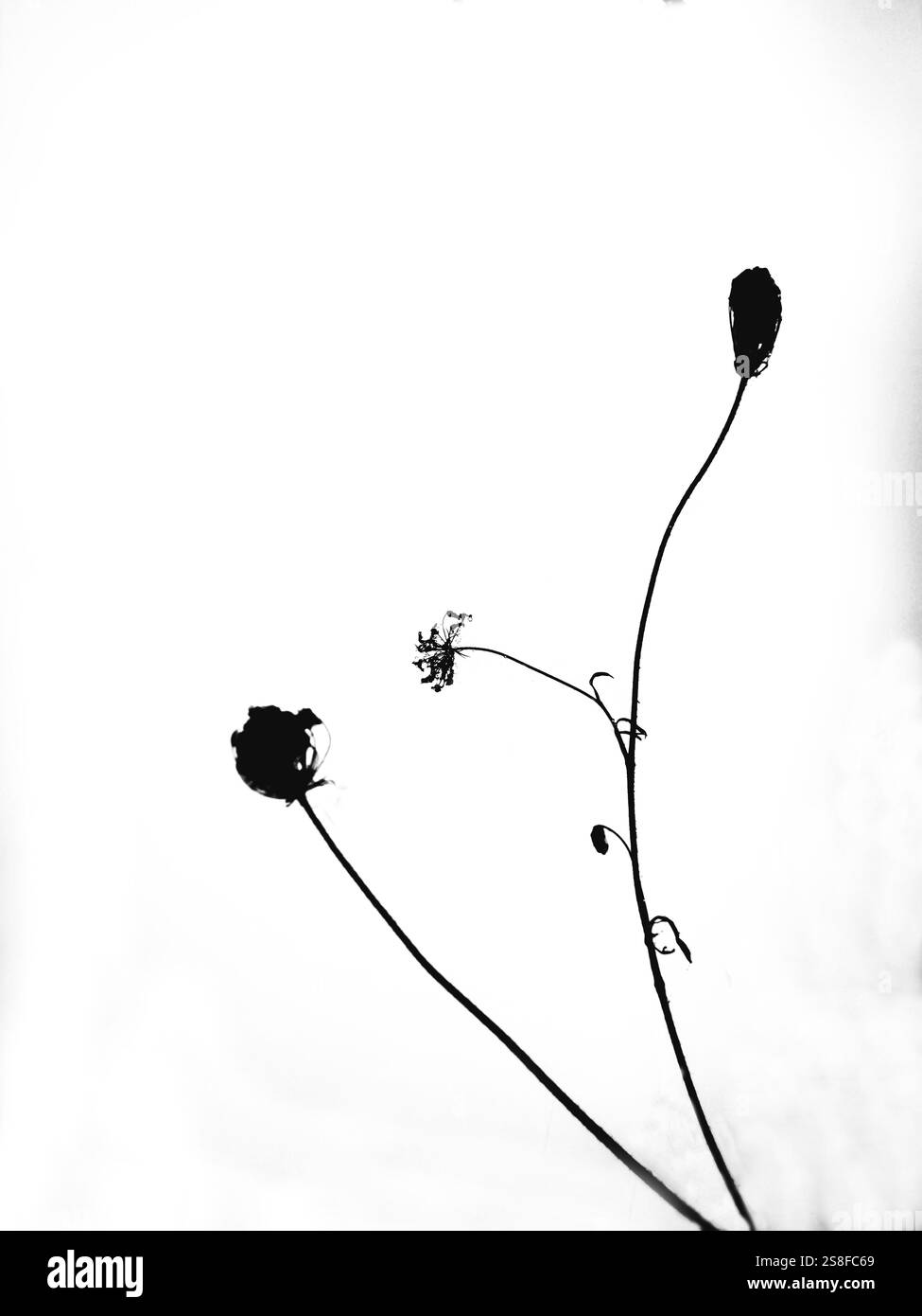 Delicate silhouettes of wilting flowers rise against a bright sky, capturing the fleeting beauty of nature in late afternoon light, - Smartphone Captured Stock Image