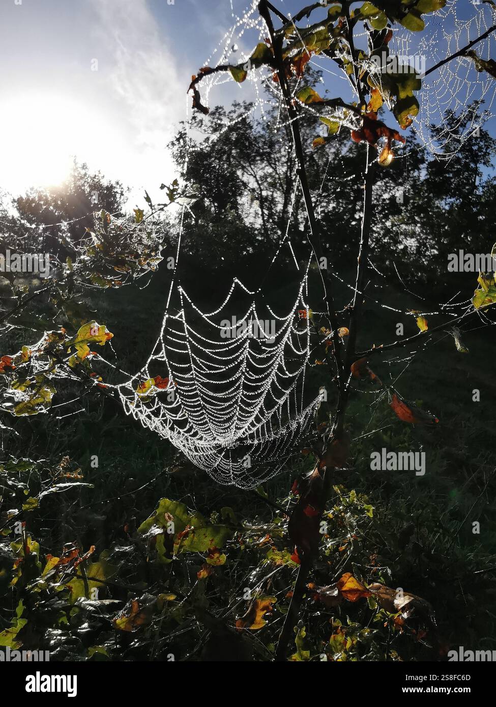 Delicate spider web hangs between branches, shimmering with droplets of dew under the warm sunlight. - Smartphone Captured Stock Image