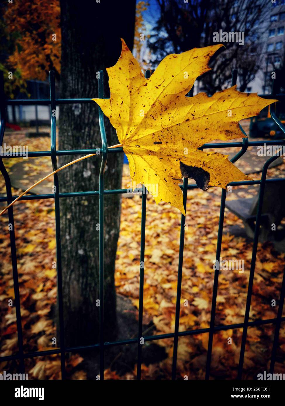 Bright yellow leaf clings to green fence surrounded by fallen foliage in autumn park - Smartphone Captured Stock Image