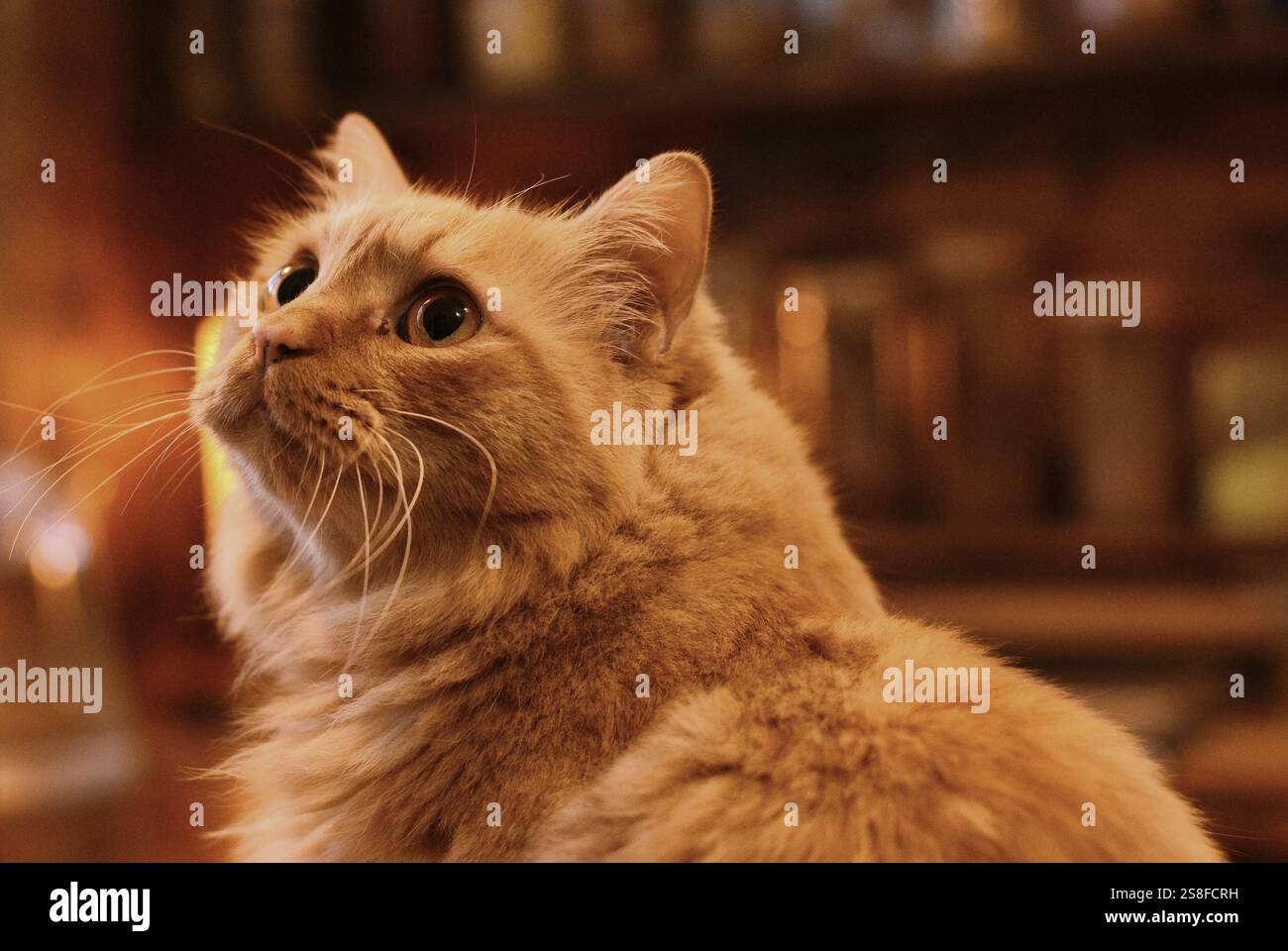Beautiful cat Stock Photo