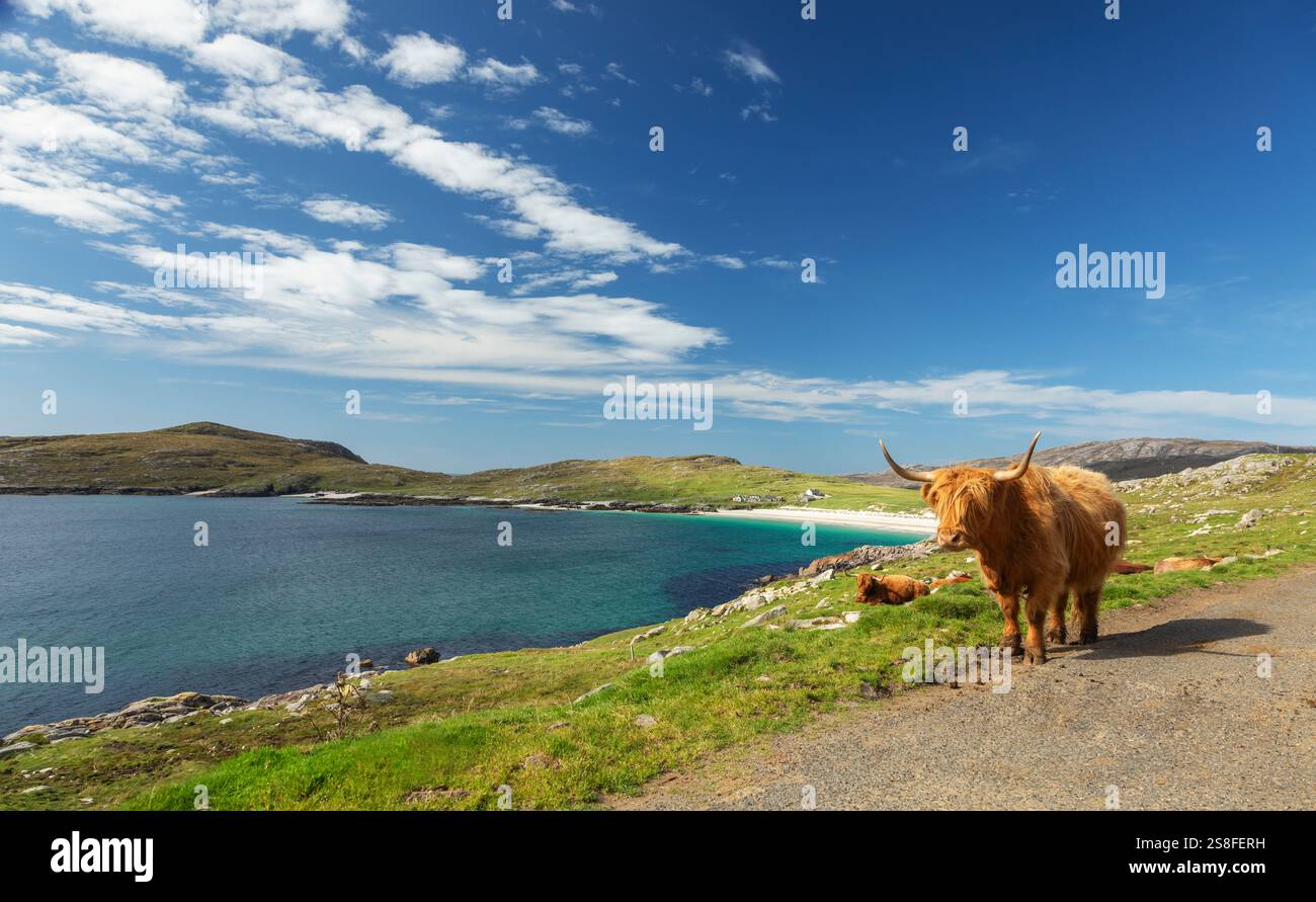 Highland Cow with Hushinish Beach in background, Hushinish, Isle of ...