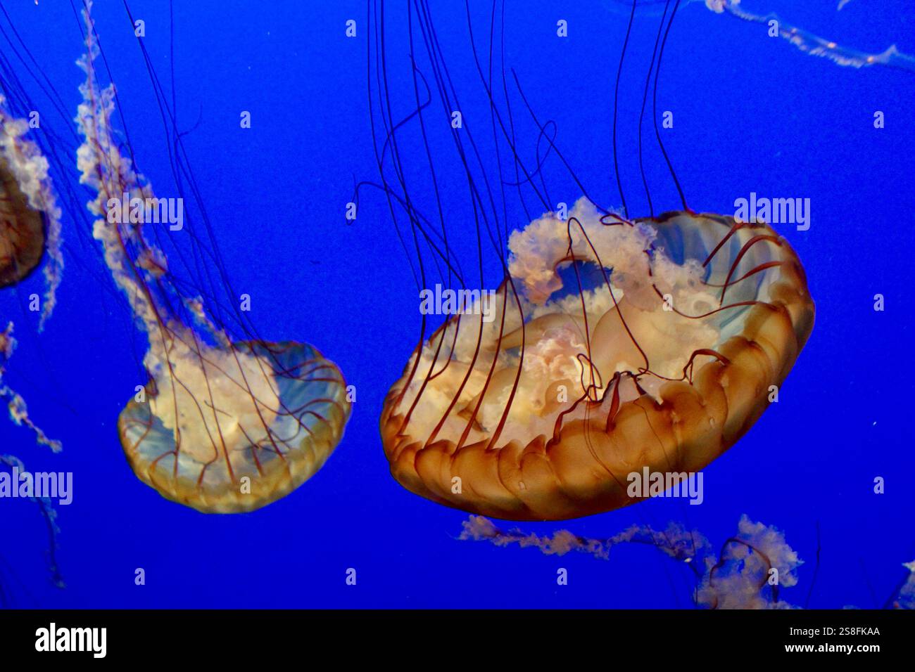 Jellyfish swimming in blue waters Stock Photo - Alamy