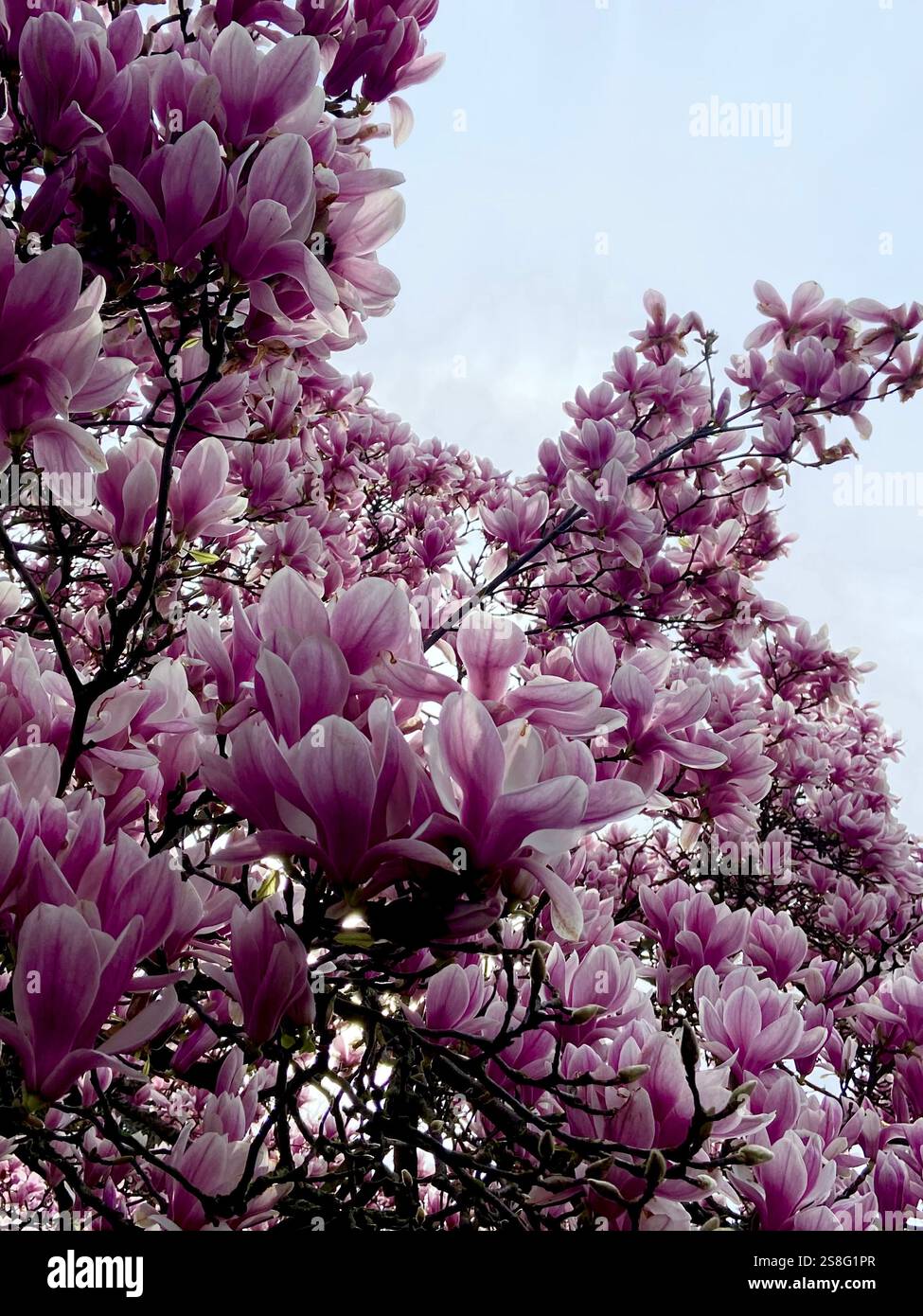 Blossomed magnolia tree - Smartphone Captured Stock Image