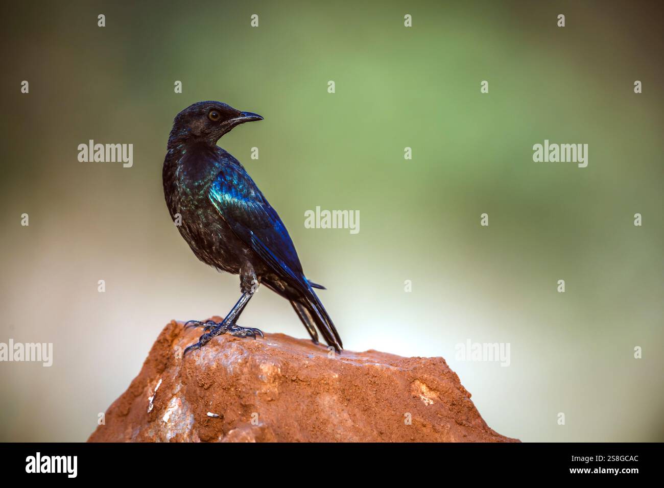 Cape Glossy Starling juvenile standing on a rock isolated in blur ...