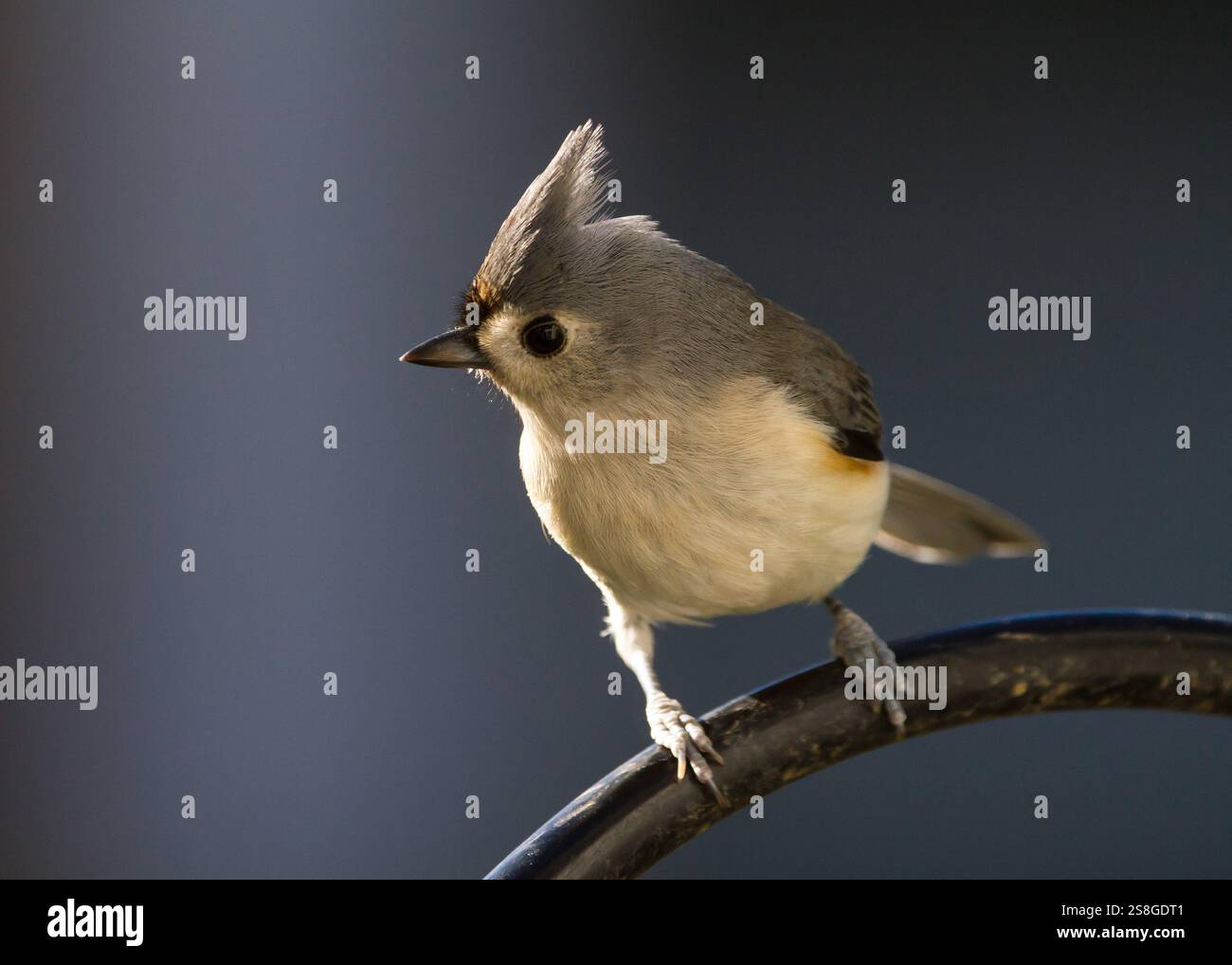 Backlit closeup of a tufted titmouse isolated against a dark gray background. Stock Photo