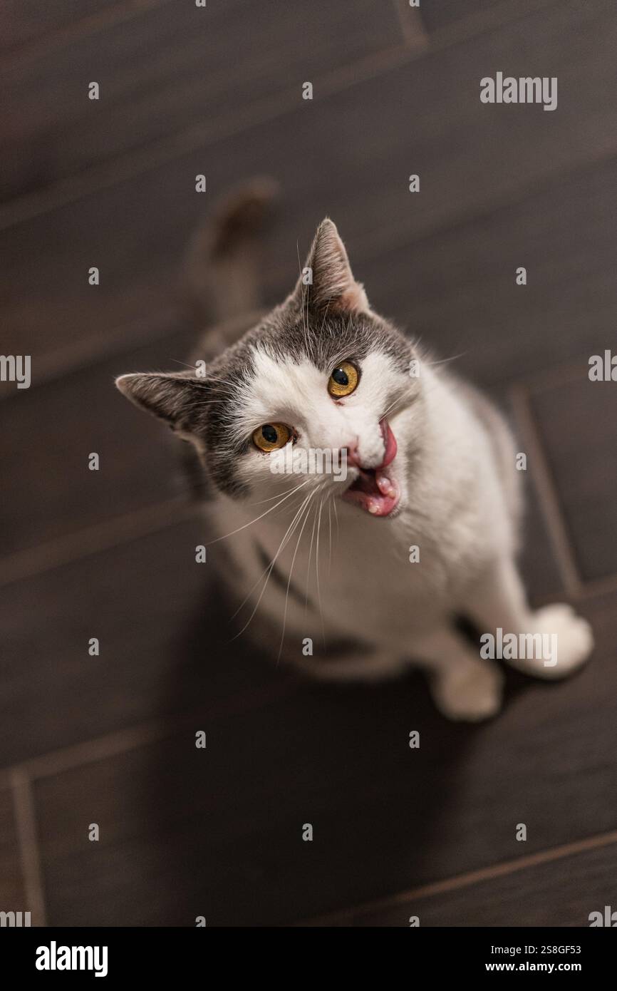 a cute cat at home Stock Photo - Alamy