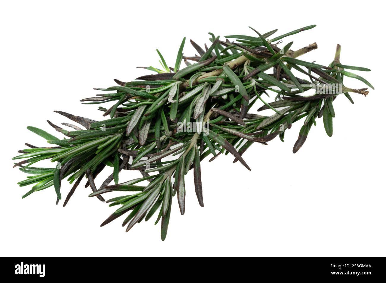 Fresh rosemary herbs on white background Stock Photo
