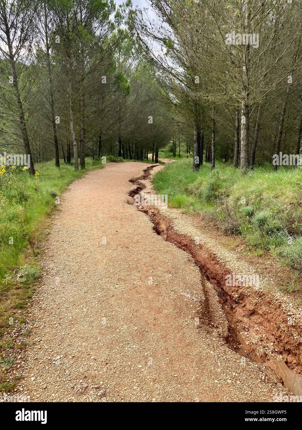 Rain Ravaged Path through a Forest betwen Puente La Reina and the Village of Mañeru, Navarre, Spain - Smartphone Captured Stock Image