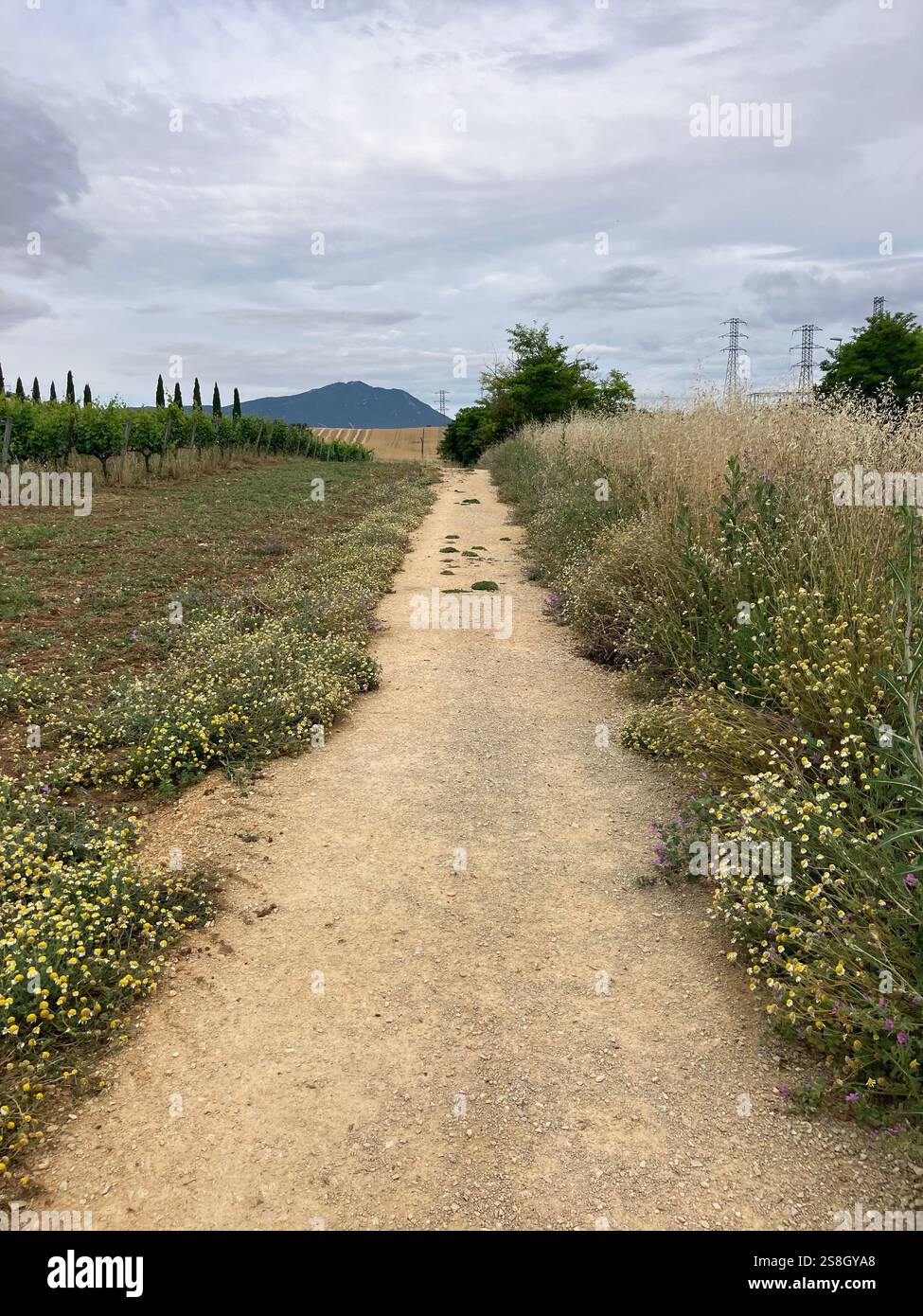 Walking the Camino de Frances on a Path Between Lorca and Estella, Navarre, Spain - Smartphone Captured Stock Image