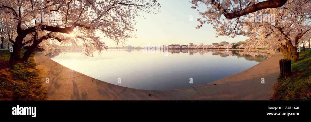 Sunset cherry blossoms hi-res stock photography and images - Alamy