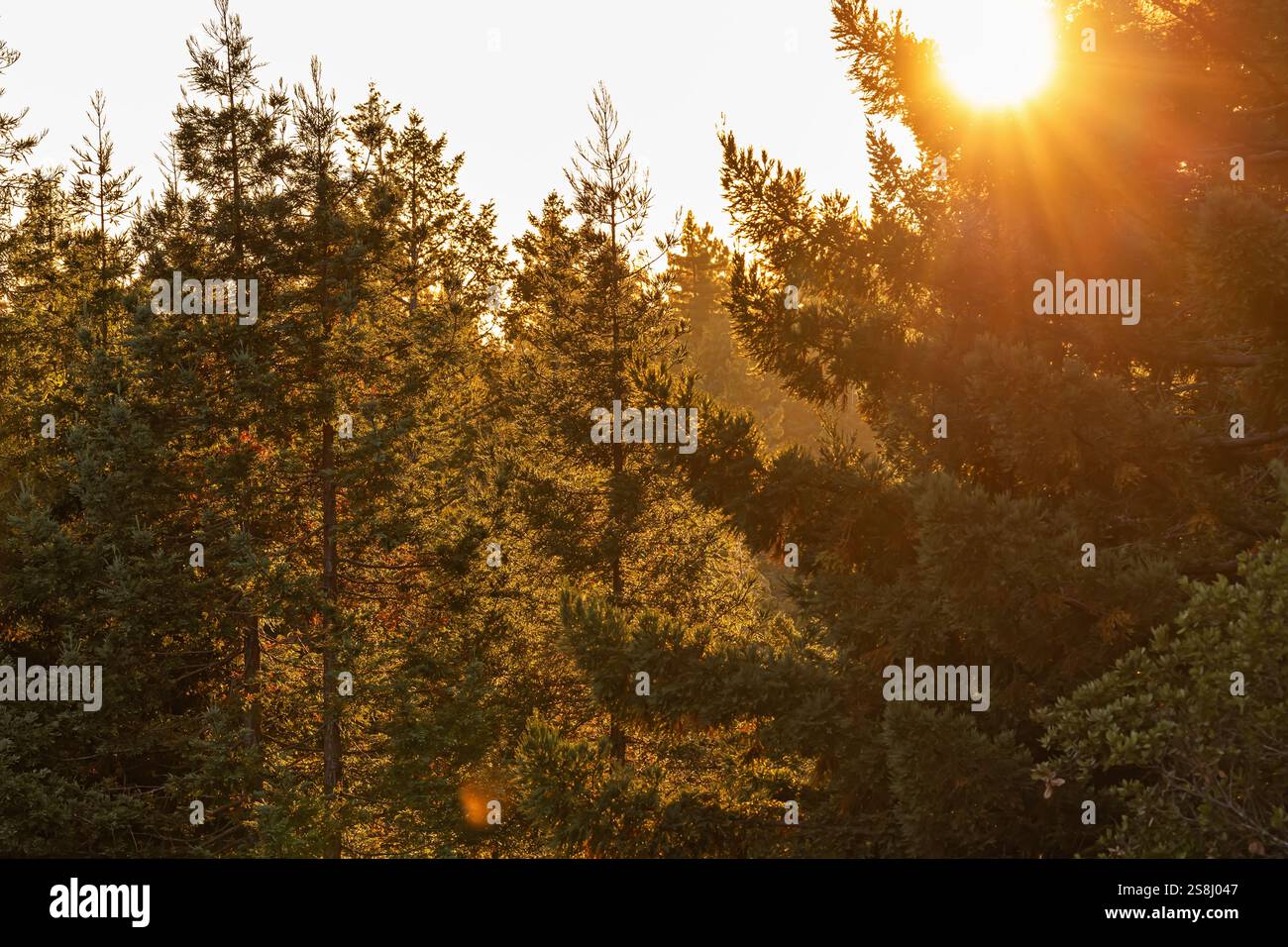 Sunlight filters through trees during golden hour in a serene forest ...