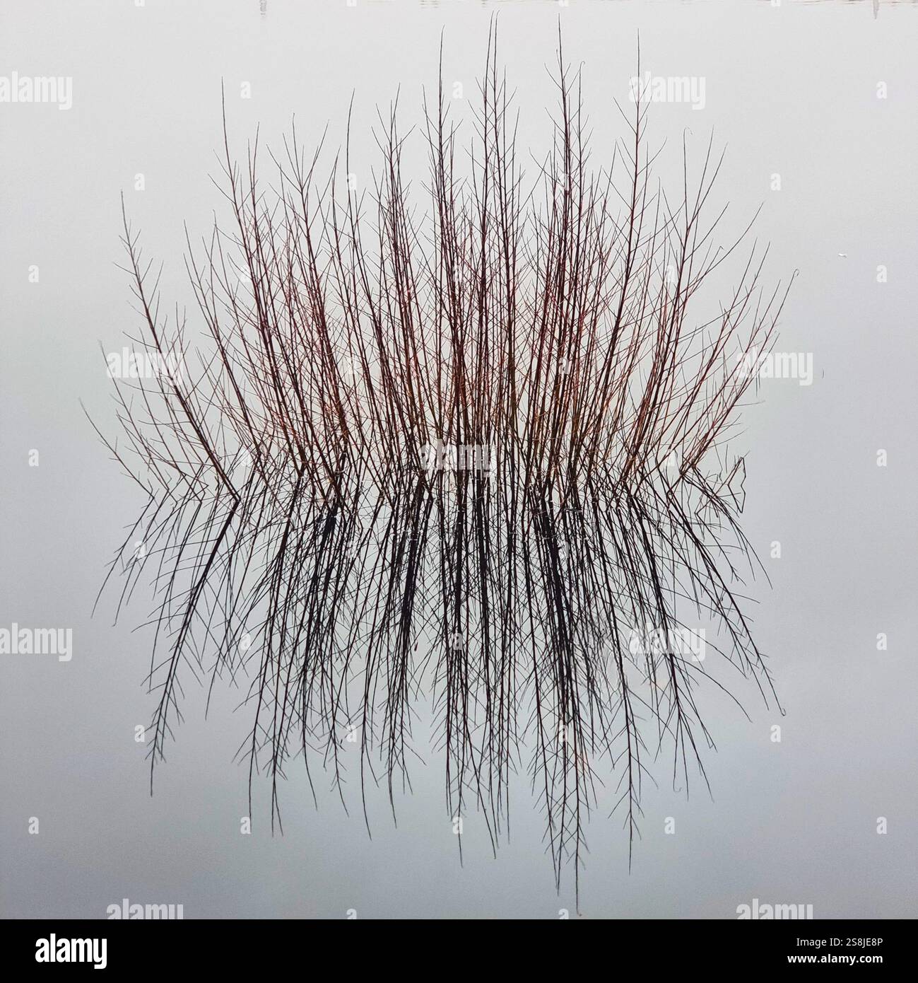 Reeds on water with reflection - Smartphone Captured Stock Image