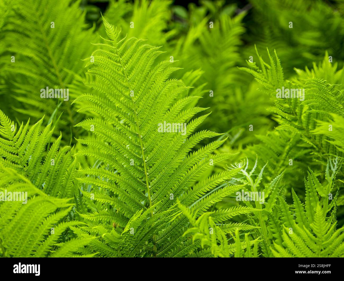 Fern leaf pattern hi-res stock photography and images - Alamy