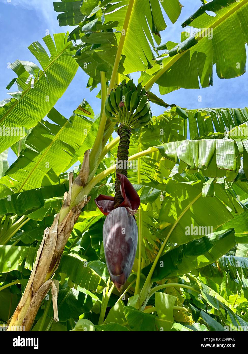 Low angle view of a banana tree - Smartphone Captured Stock Image