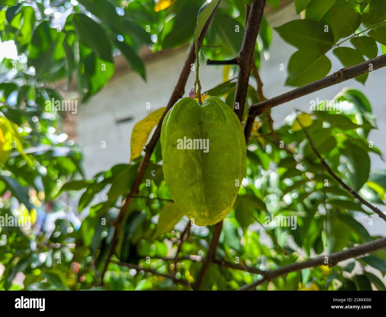 Star Fruit - Smartphone Captured Stock Image
